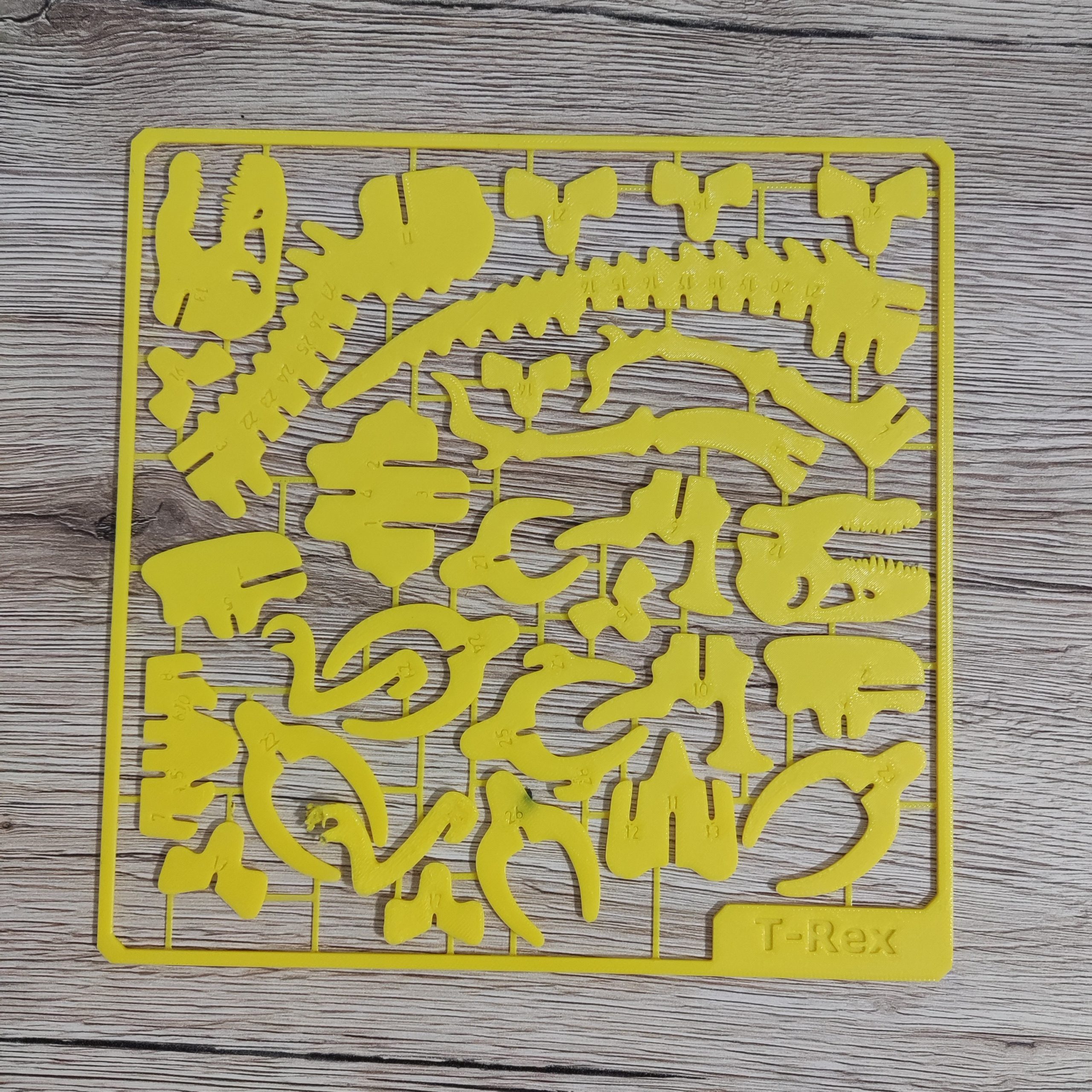 Składany szkielet dinozaura T-REX - obrazek 2